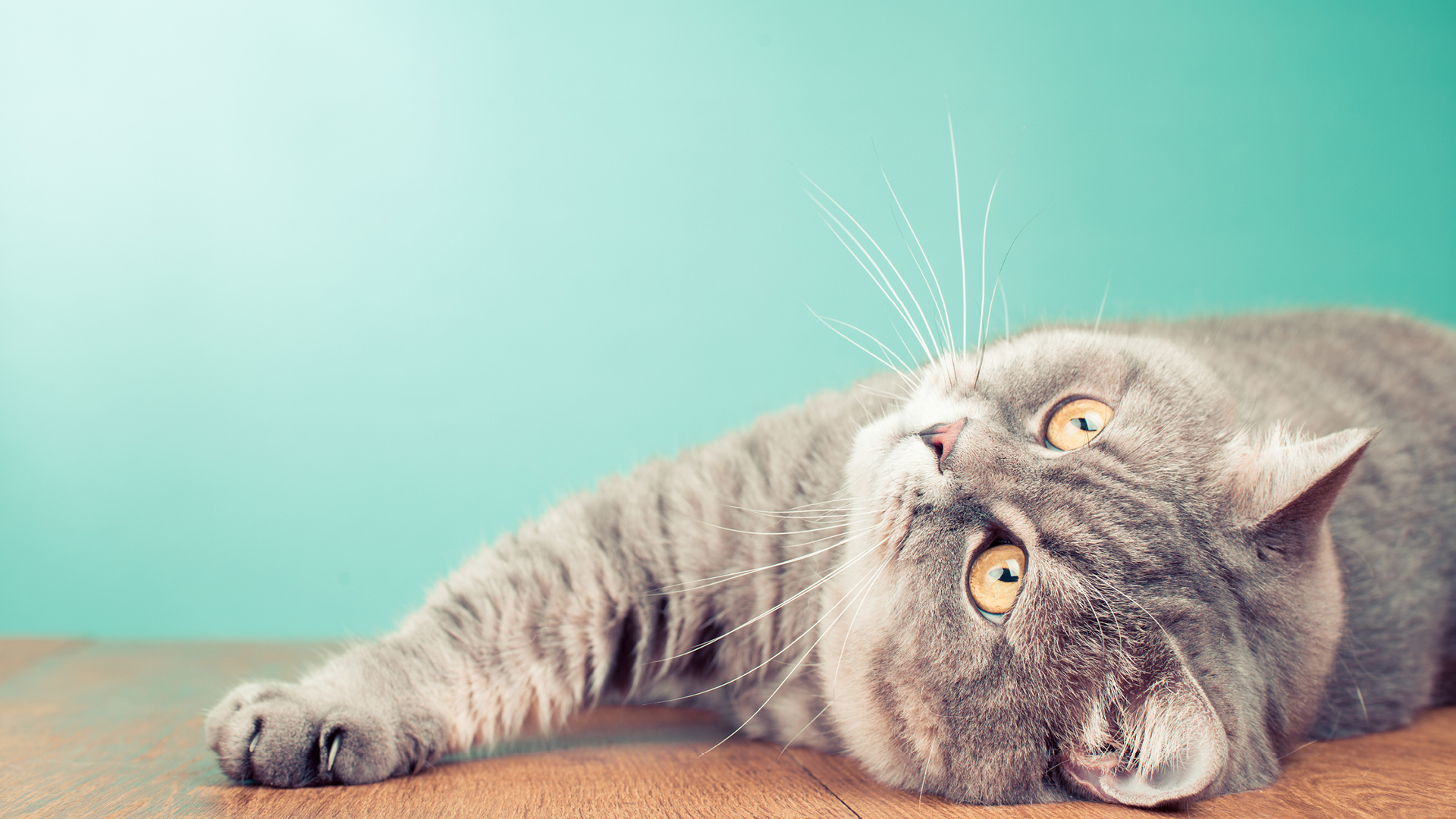 Stato di necessità invocabile quando l’animale è in pericolo imminente