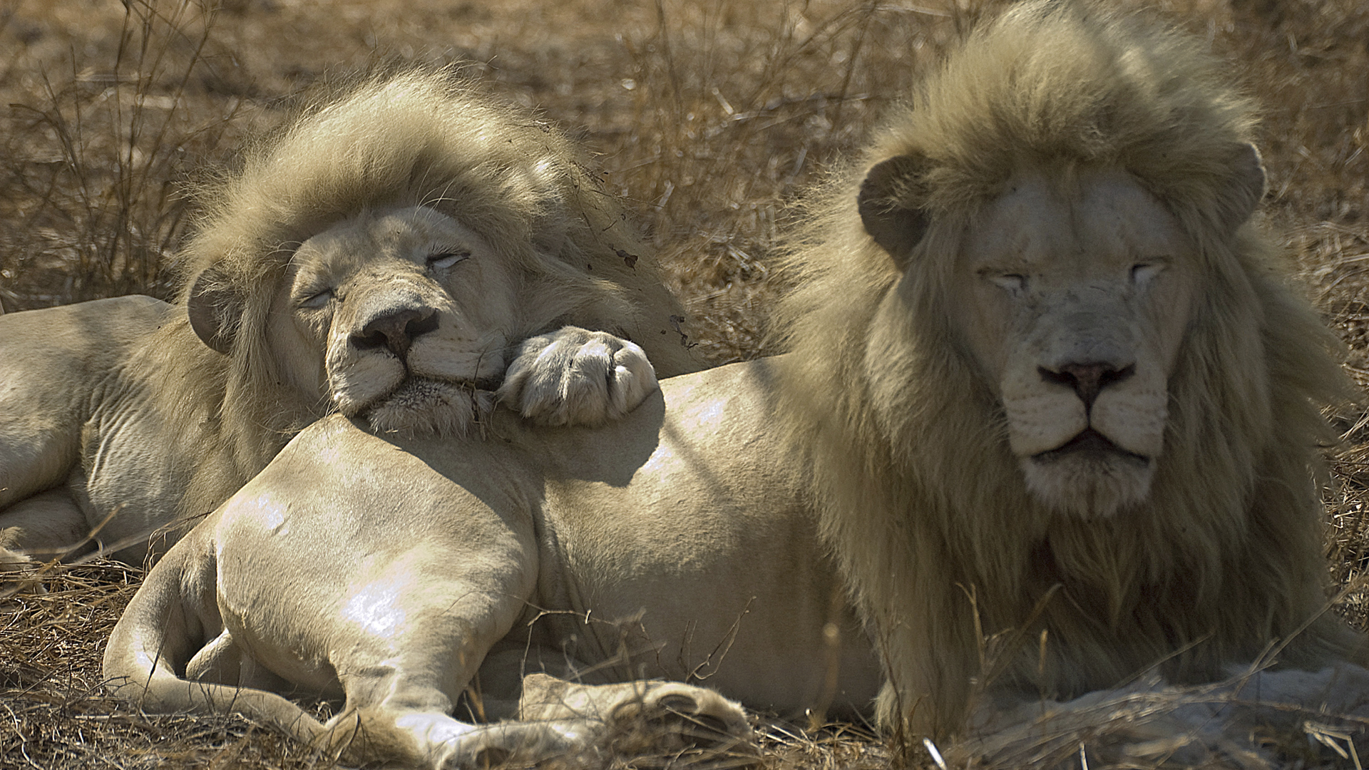 Gli animali ci parlano