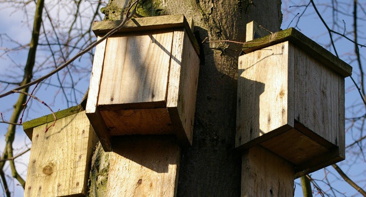 Un tetto per i pipistrelli