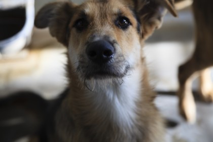 Remo