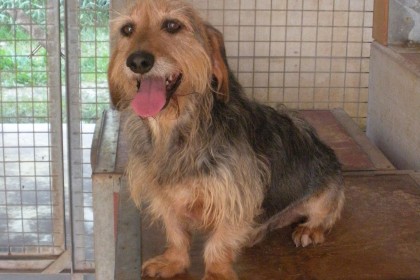 Bacco