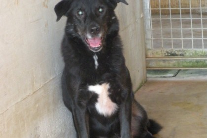 Nerone