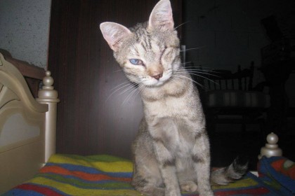 Popi