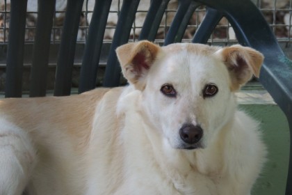 Stella