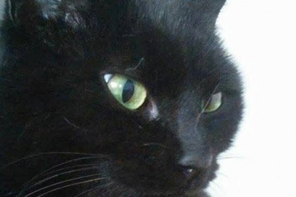 Trudy