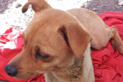 Cagnolino