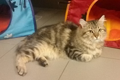 Conrad