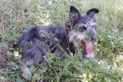Billo