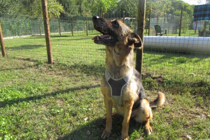Chicca